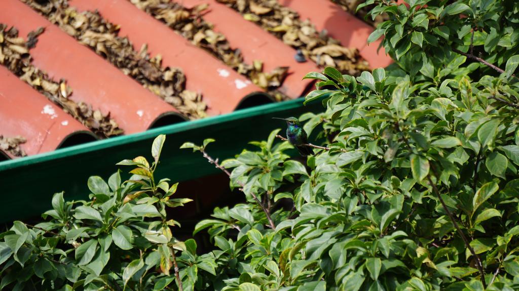 Ayenda Mountain Hostels Manizales Eksteriør billede